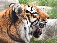 Tiger 1
